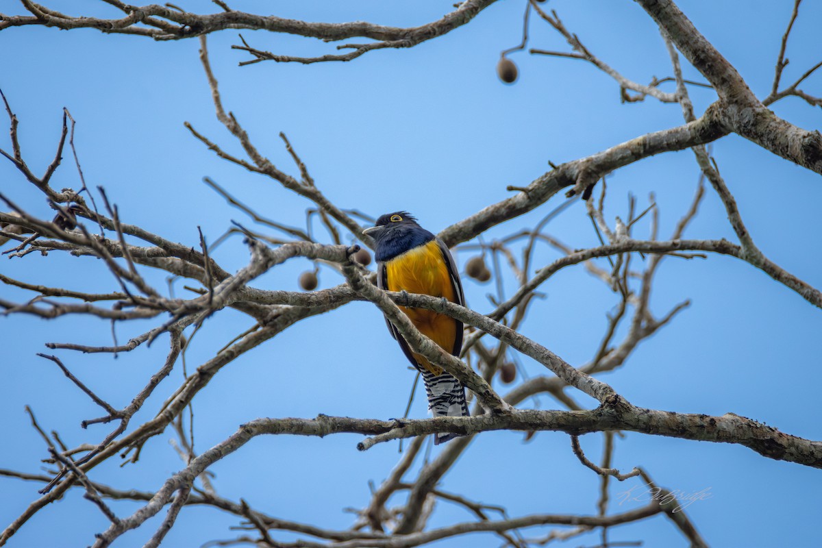 Gartered Trogon - ML636377296