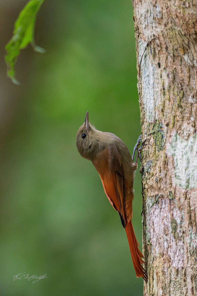 Olivaceous Woodcreeper - ML636377313