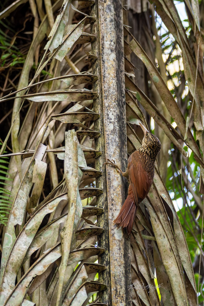 Ivory-billed Woodcreeper - ML636377341
