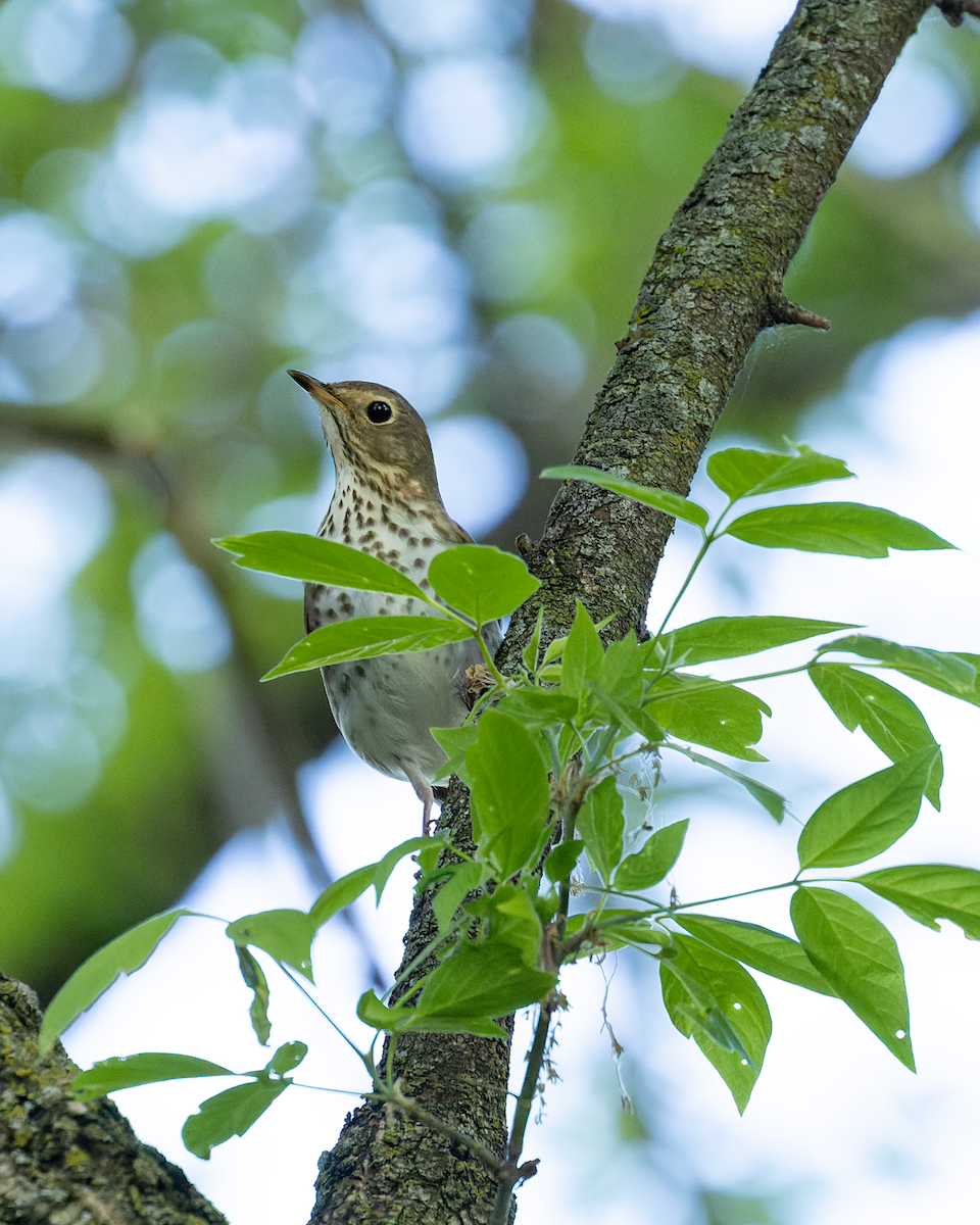 Swainson's Thrush - ML636377375
