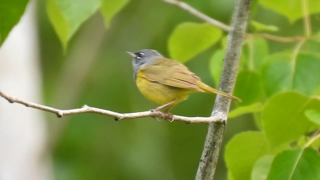 Цитринка західна - ML636377387