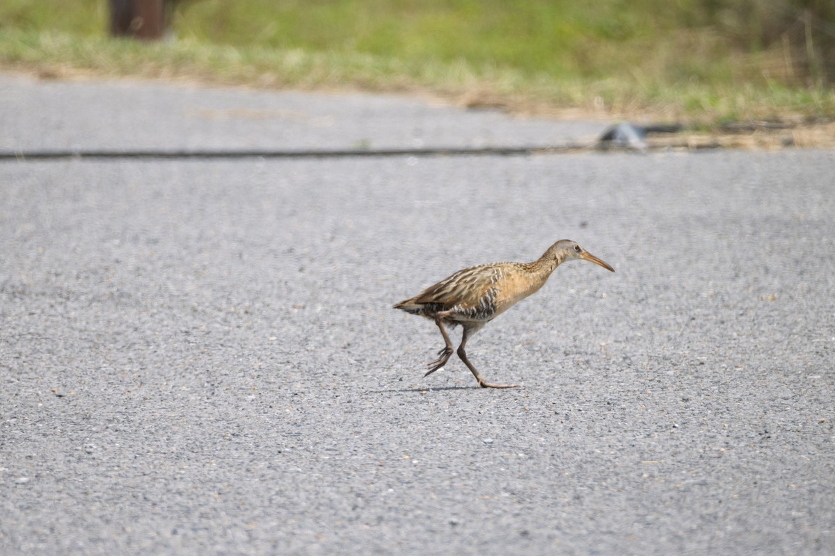 King Rail - ML636377972
