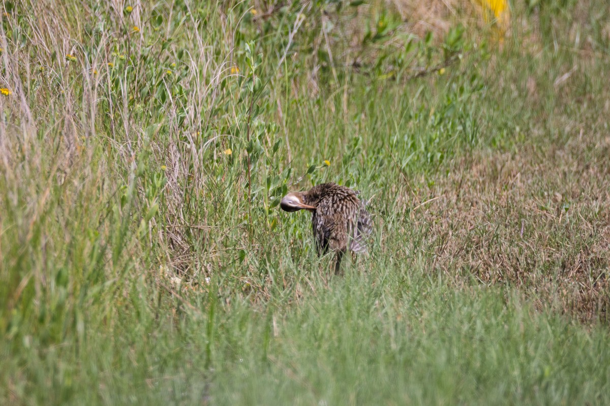 King Rail - ML636377979