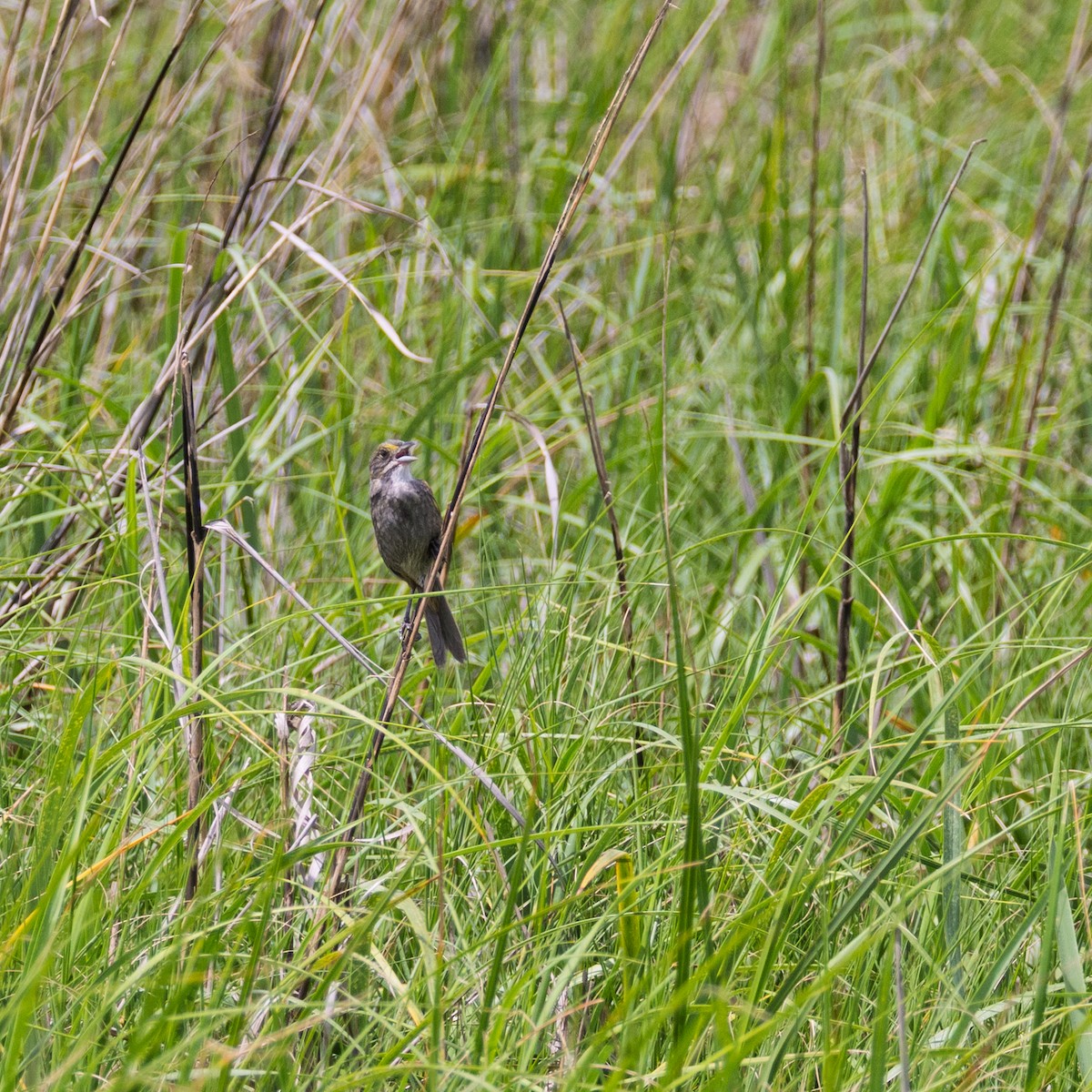 Seaside Sparrow - ML636378000