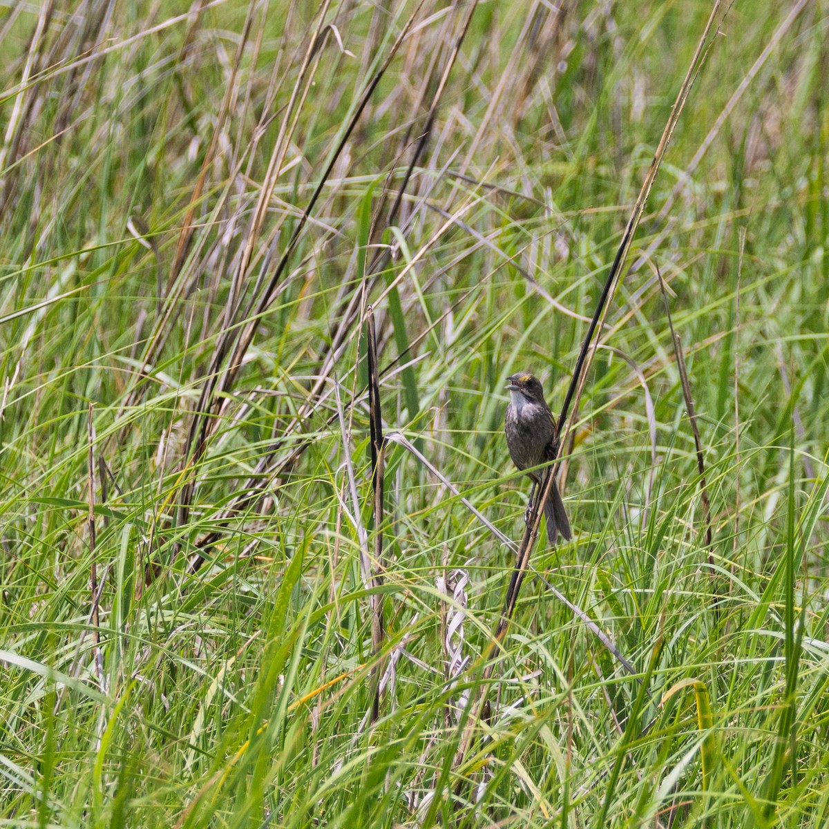 Seaside Sparrow - ML636378004