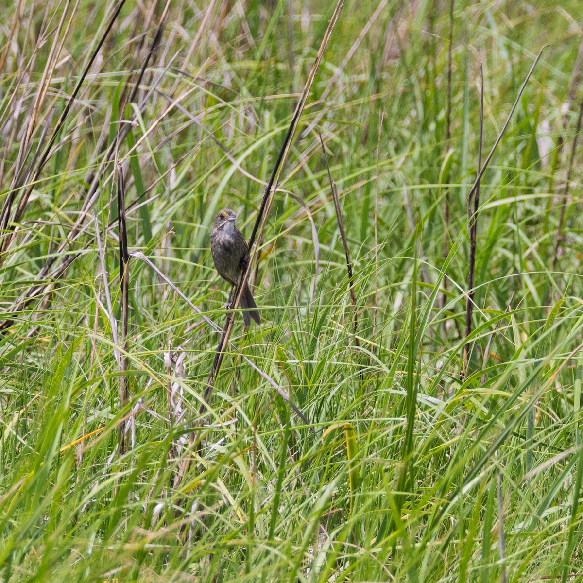 Seaside Sparrow - ML636378006