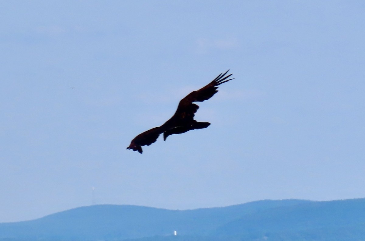 Urubu à tête rouge - ML636378014