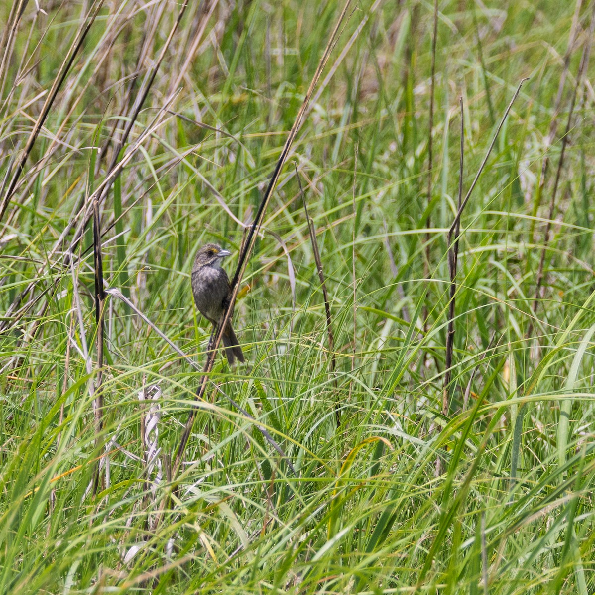 Seaside Sparrow - ML636378021