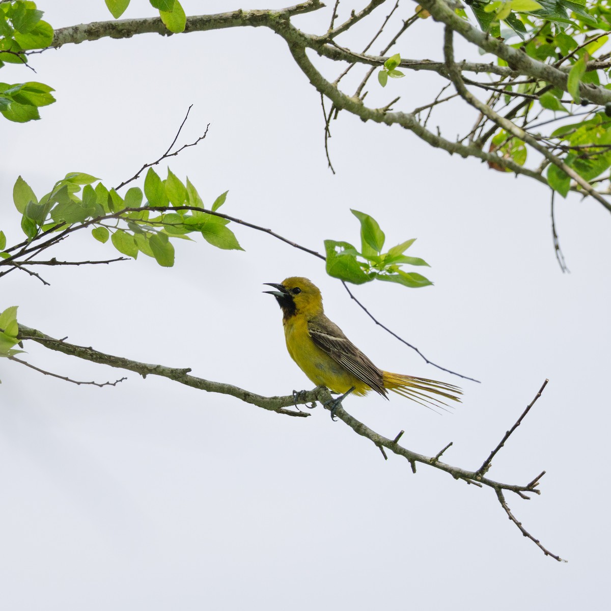 Orchard Oriole - ML636378088