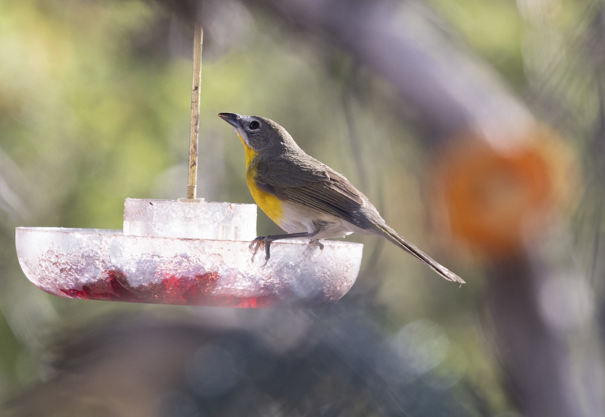 Yellow-breasted Chat - ML636378144