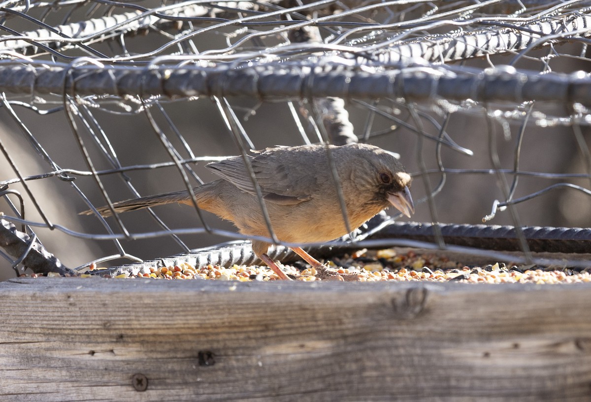 Abert's Towhee - ML636378163