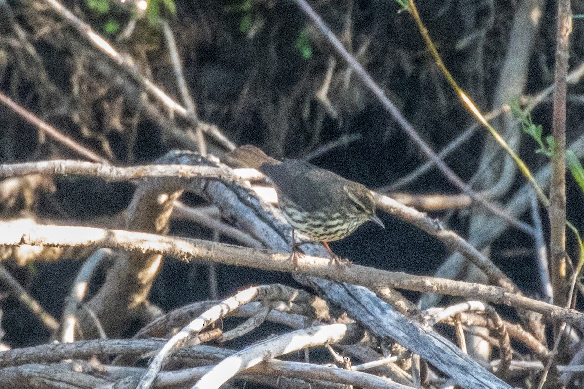 Northern Waterthrush - ML636378170