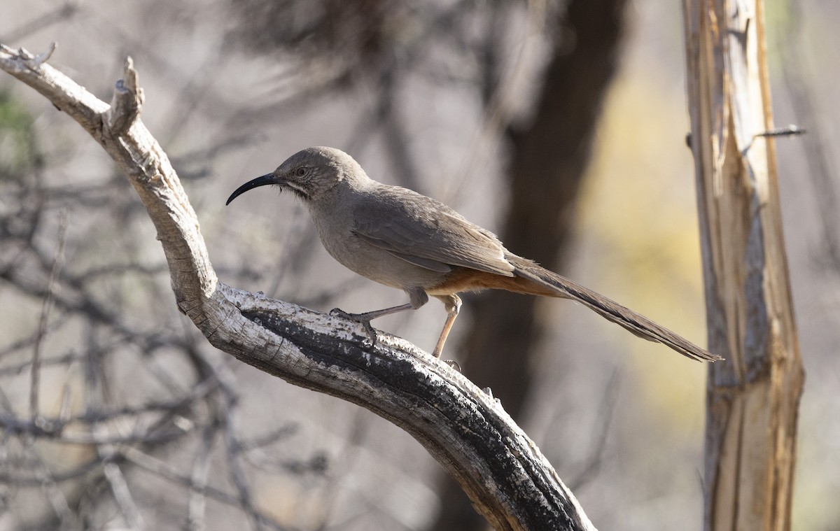 Crissal Thrasher - ML636378185