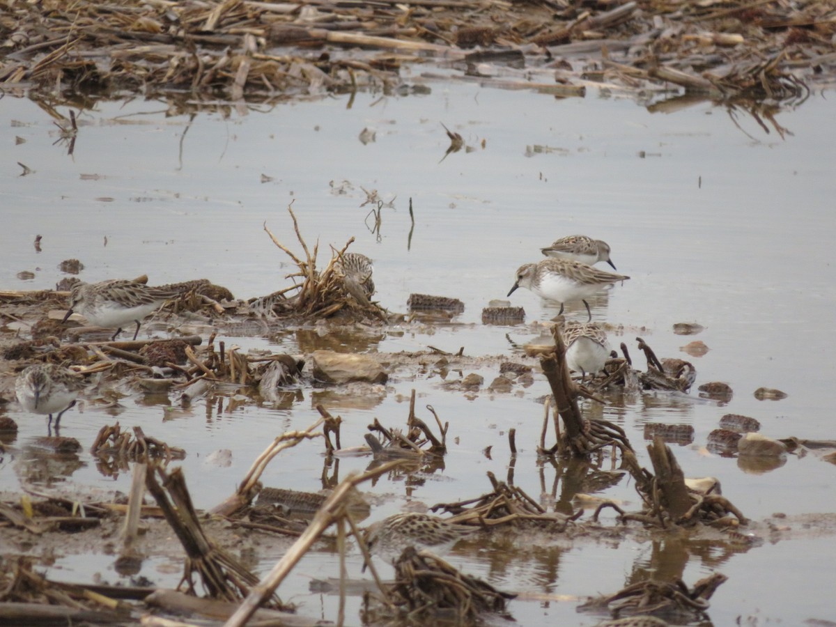 Semipalmated Sandpiper - ML636378192