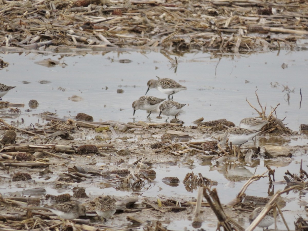 Semipalmated Sandpiper - ML636378193