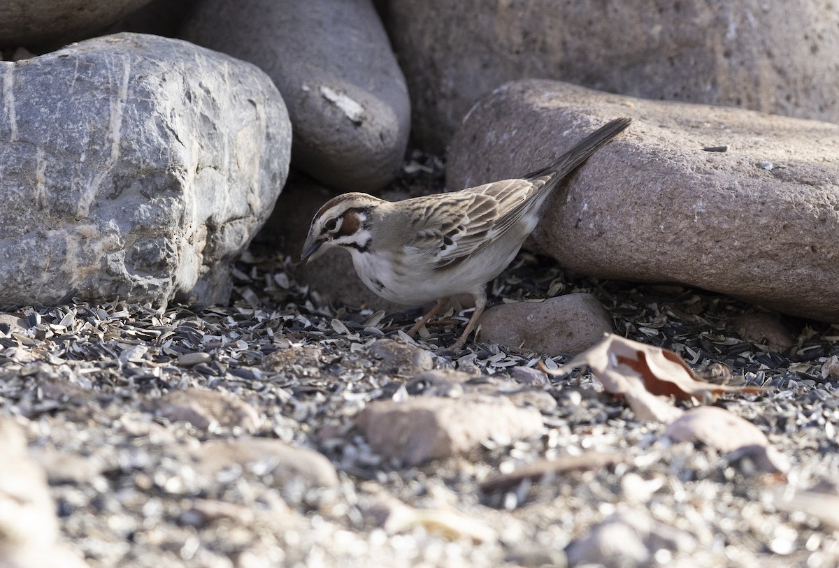 Lark Sparrow - ML636378208