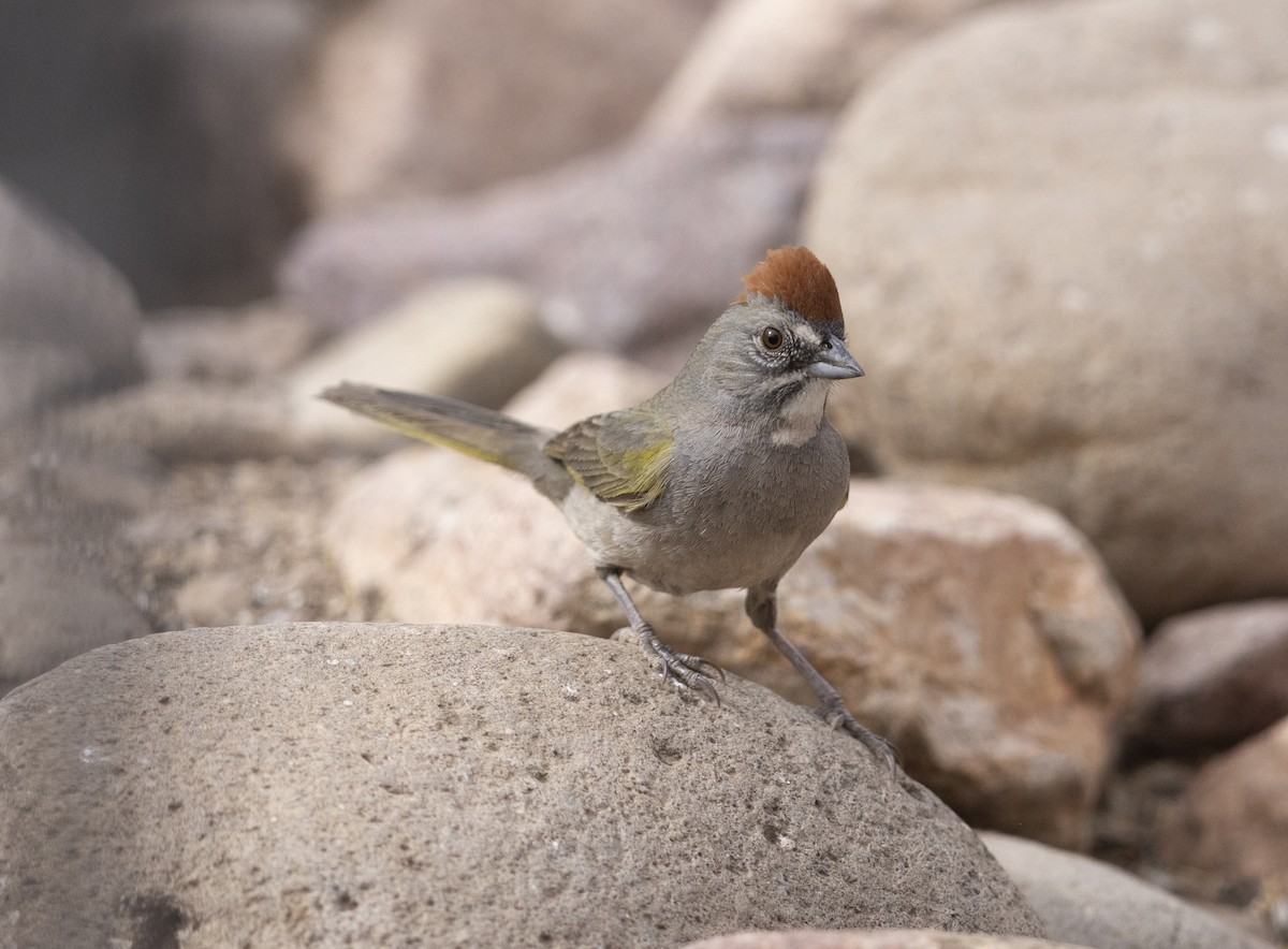 Green-tailed Towhee - ML636378230