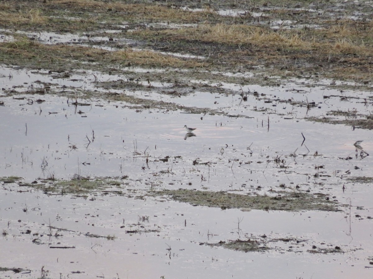 Wilson's Phalarope - ML636378272