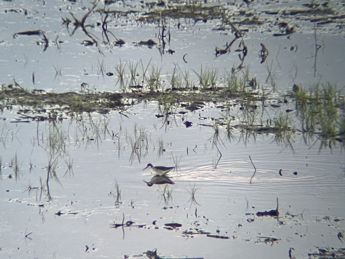 Wilson's Phalarope - ML636378273