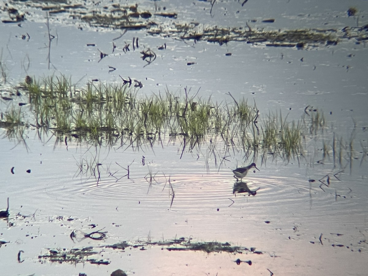 Wilson's Phalarope - ML636378274