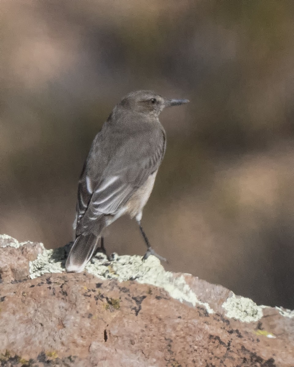 Black-billed Shrike-Tyrant - ML636378330