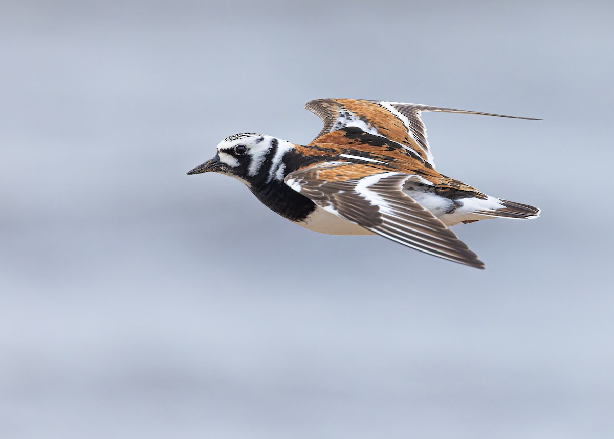 Ruddy Turnstone - ML636378336