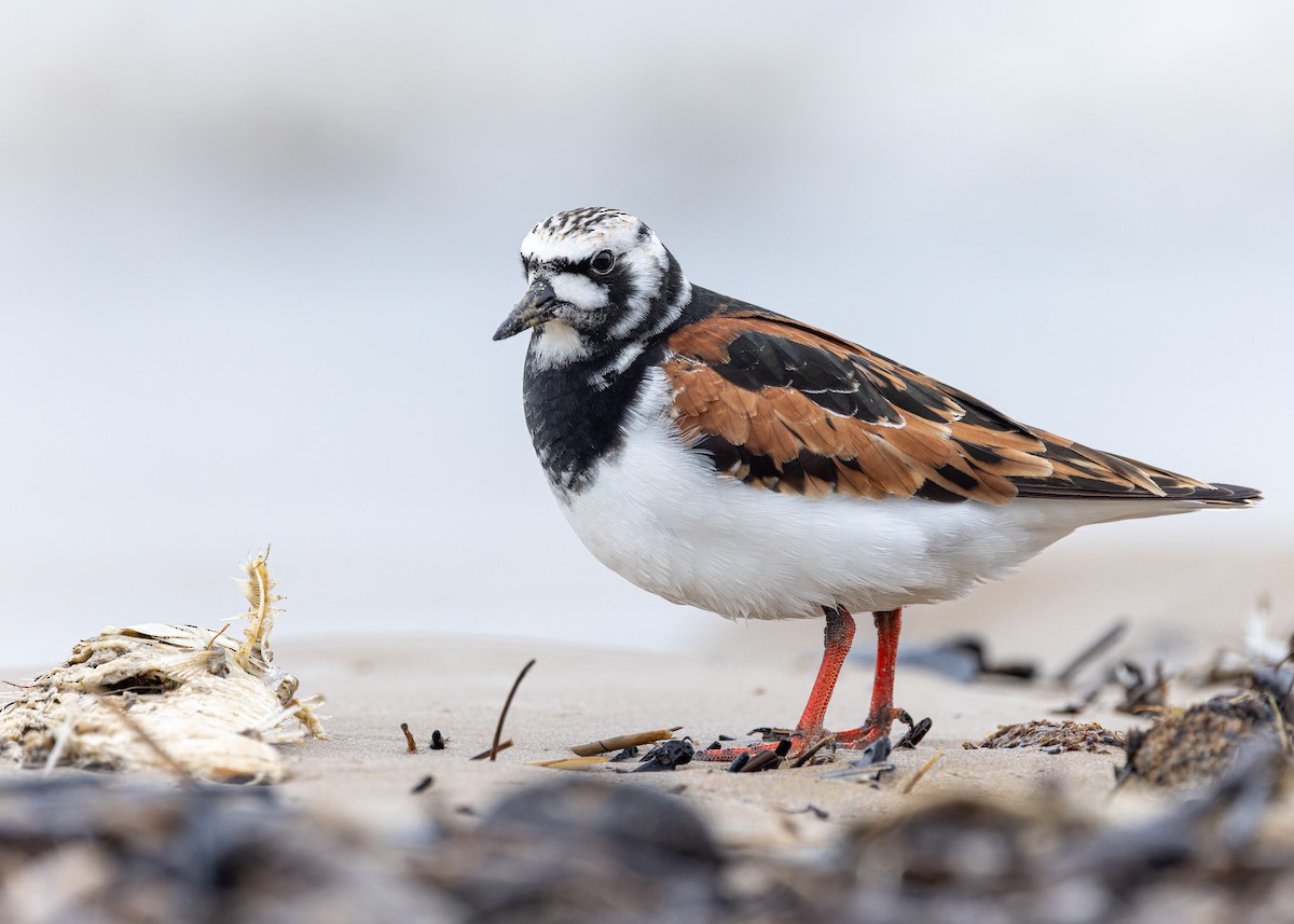 Ruddy Turnstone - ML636378338
