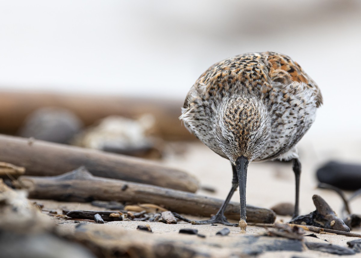 Dunlin - ML636378353