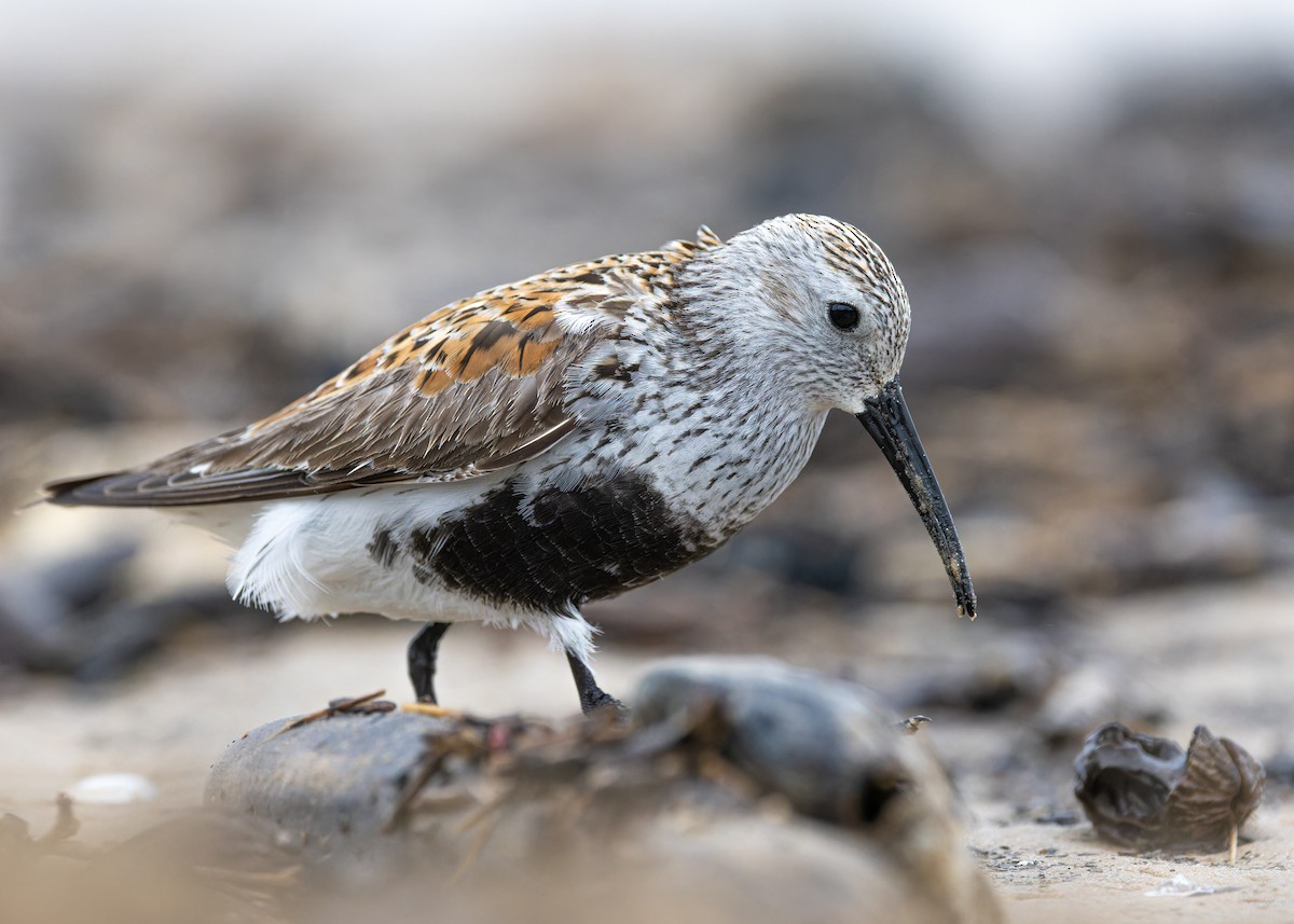 Dunlin - ML636378368