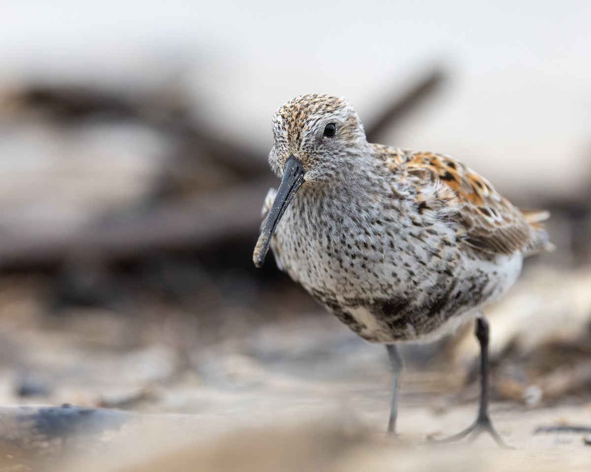 Dunlin - ML636378373