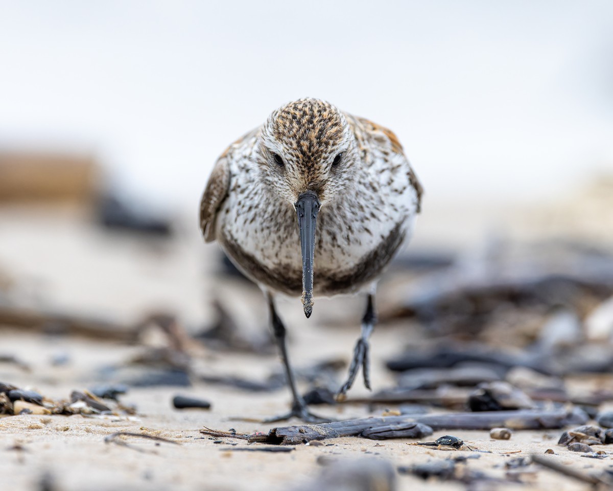 Dunlin - ML636378376