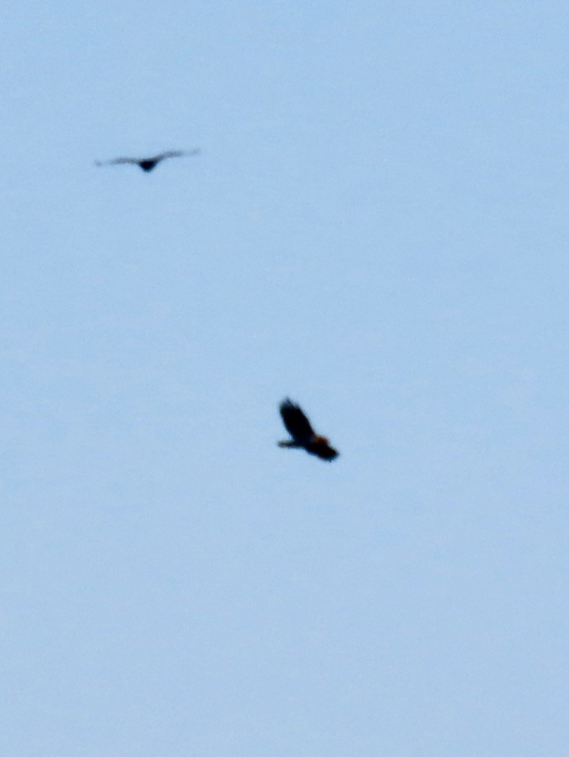 rapace sp. - ML636378382