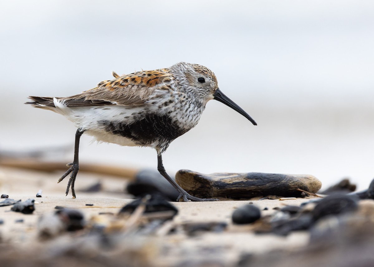 Dunlin - ML636378384