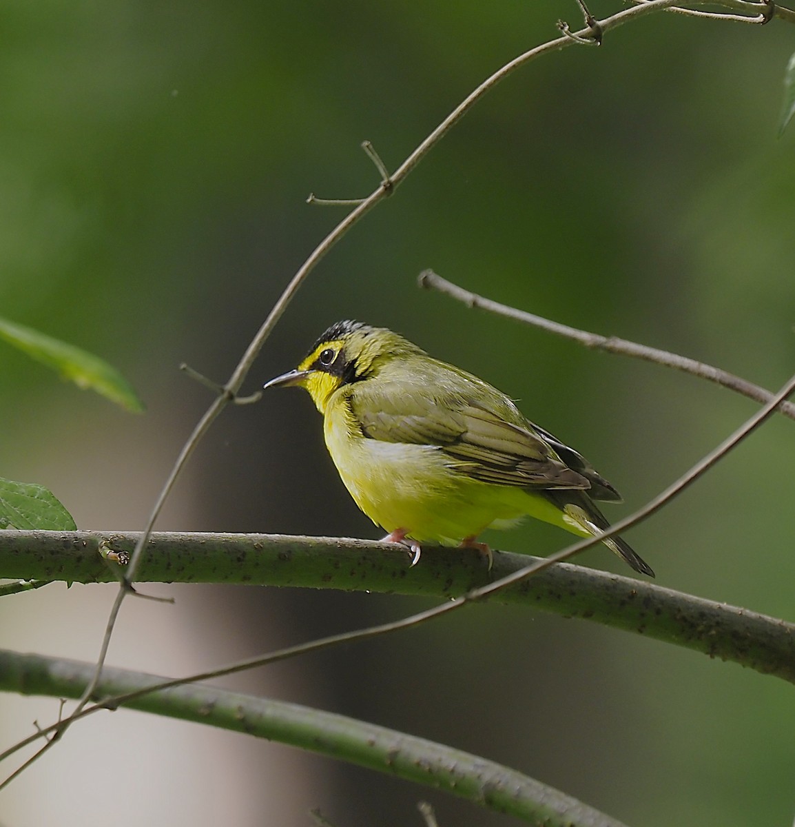 Kentucky Warbler - ML636378386
