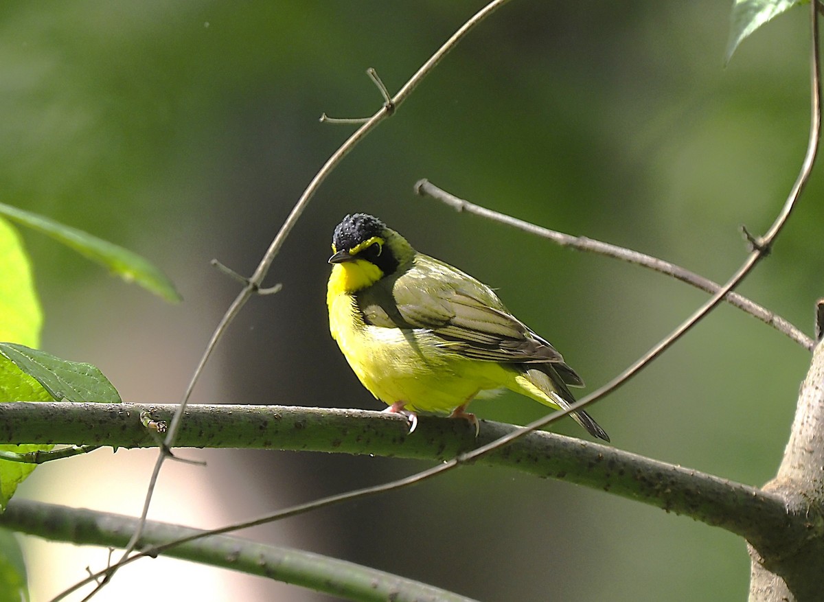 Kentucky Warbler - ML636378391