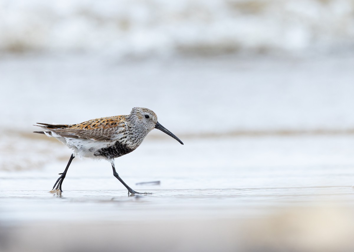 Dunlin - ML636378392