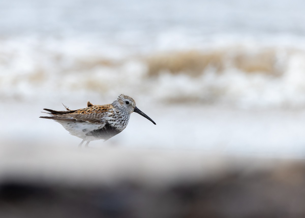 Dunlin - ML636378396