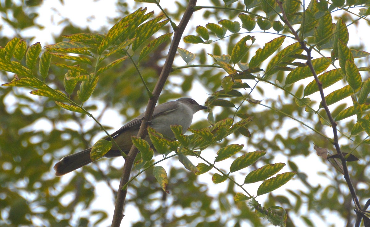 Ash-colored Cuckoo - ML636378477