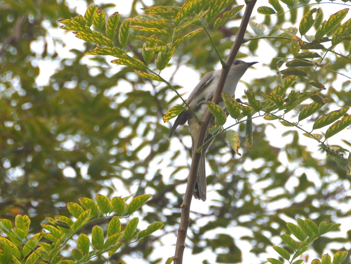 Ash-colored Cuckoo - ML636378486