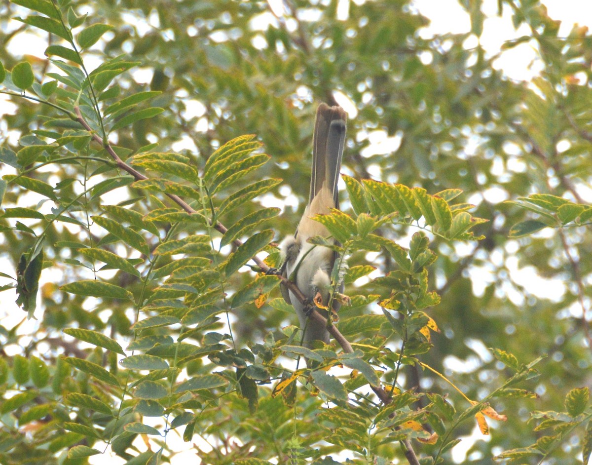 Ash-colored Cuckoo - ML636378499