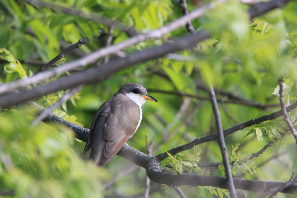 Yellow-billed Cuckoo - ML636378508