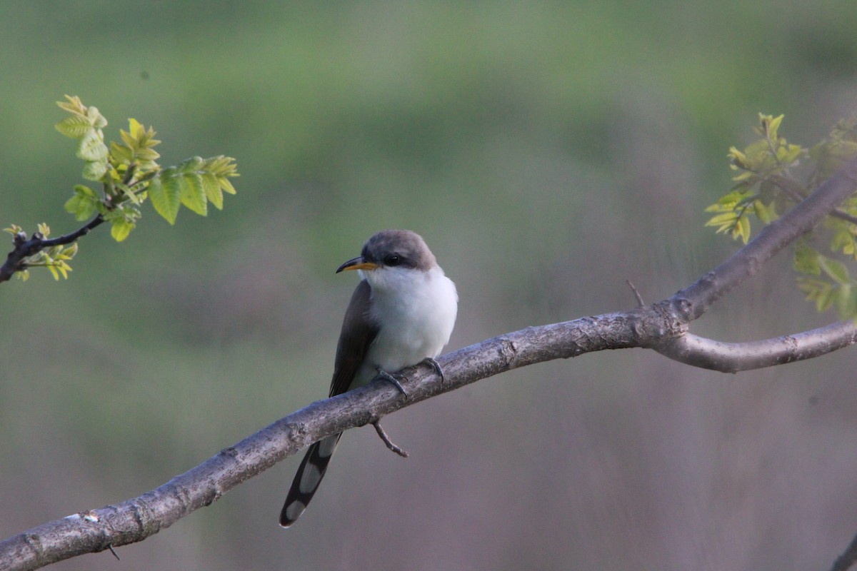 Yellow-billed Cuckoo - ML636378526