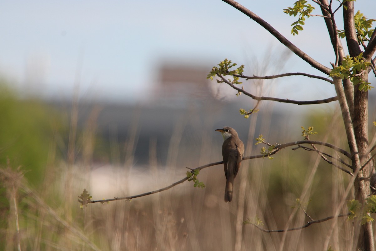 Yellow-billed Cuckoo - ML636378576