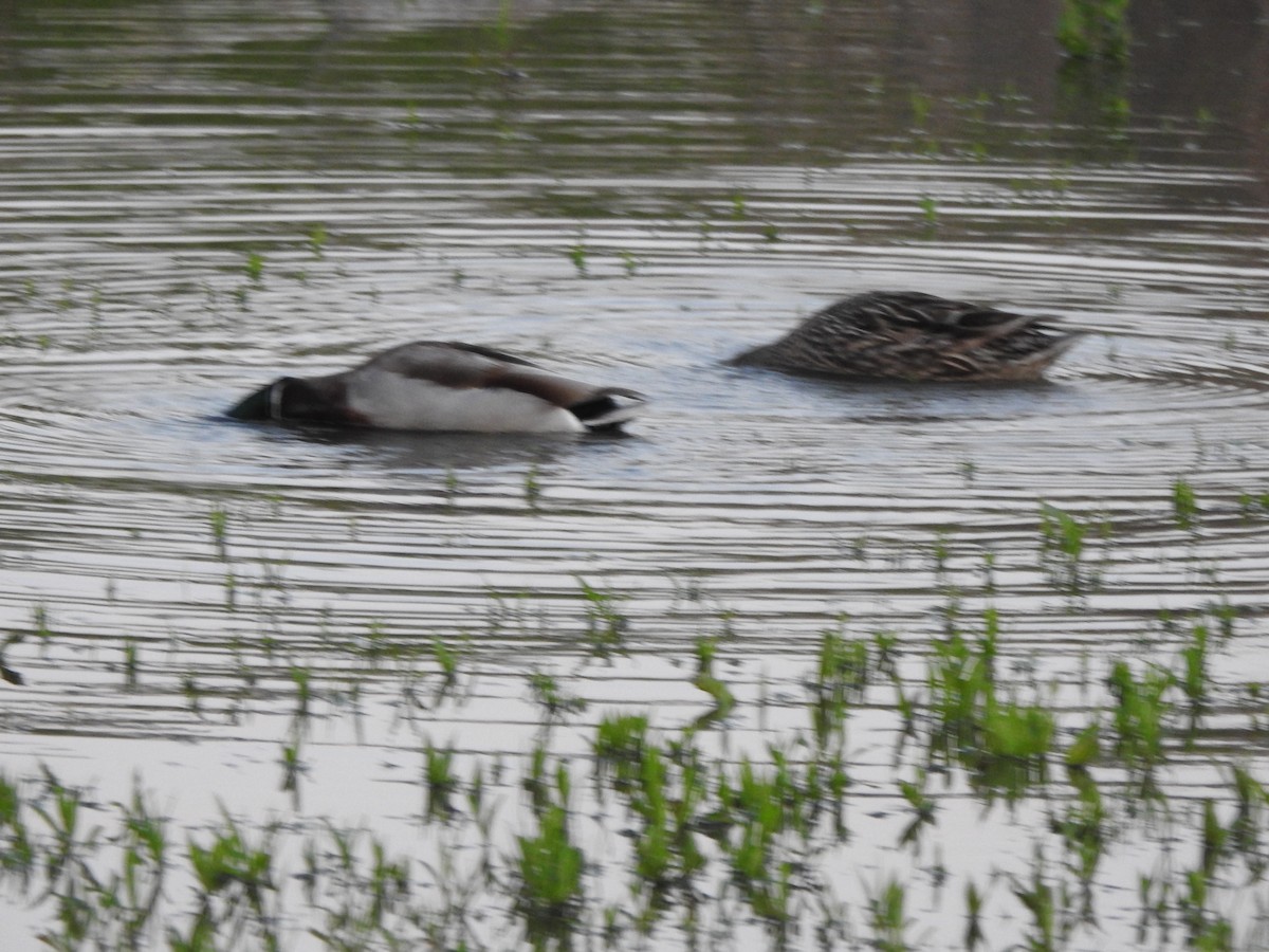 Canard colvert - ML636378580