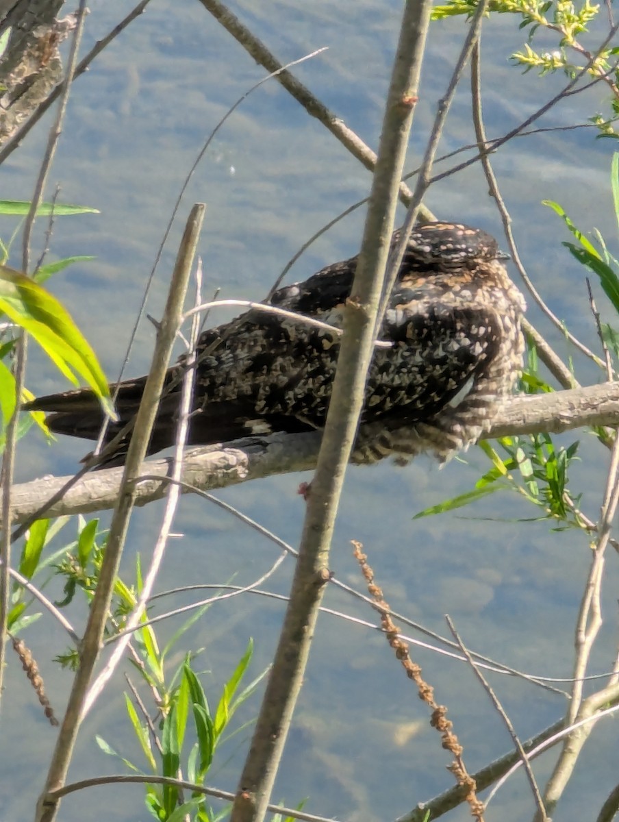 nordnatthauk - ML636378581