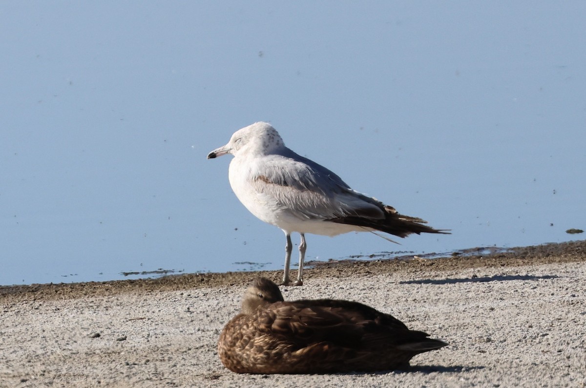 Ring-billed Gull - ML636378633