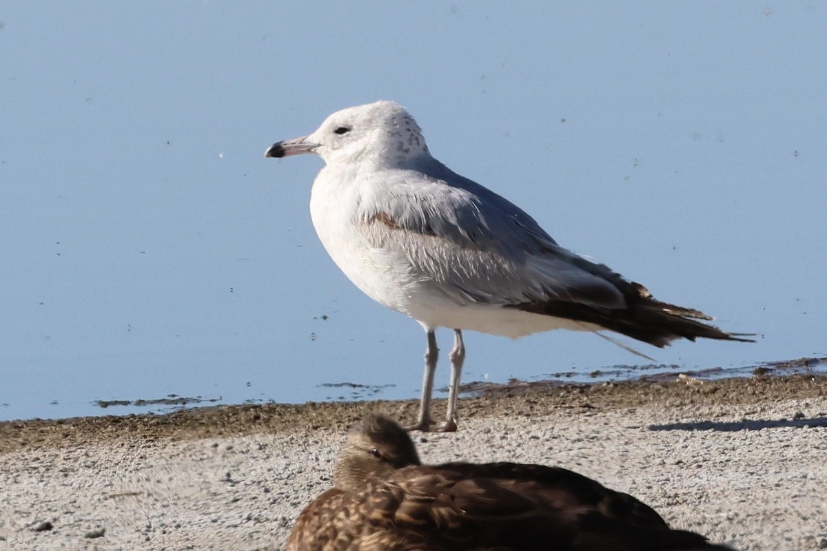 Ring-billed Gull - ML636378634