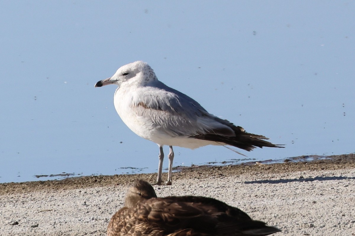 Ring-billed Gull - ML636378635