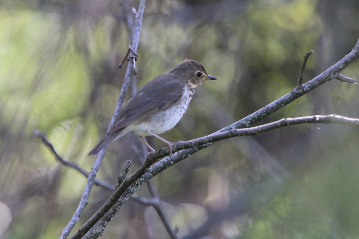 Swainson's Thrush - ML636378729