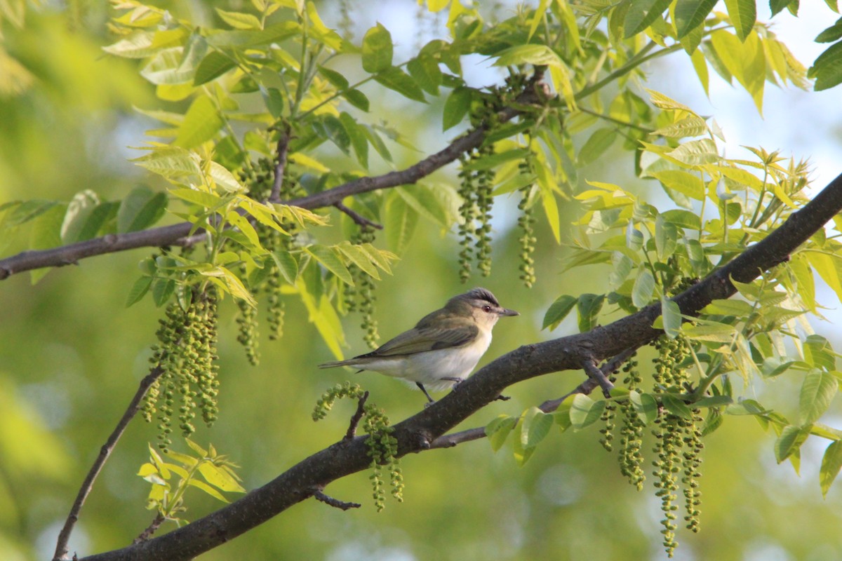 Red-eyed Vireo - ML636378735